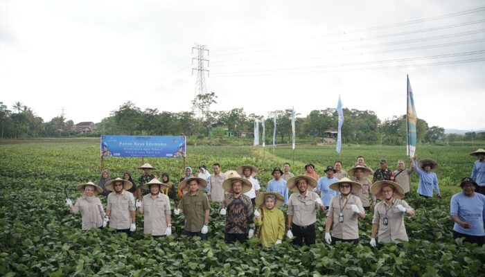 bank bjb Bersama Petani Mitra Binaan PT. Kelola Agro Makmur di Jawa Tengah Lakukan Panen Raya Komoditi Edamame